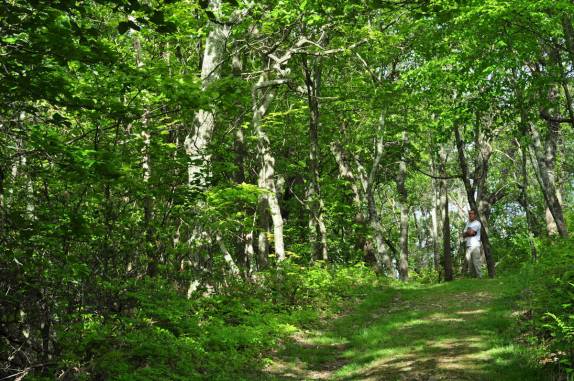 Caminhando na 'Apalachian Trail' no Shennandoah National Park, na Virginia, Estados Unidos. A trilha, com centenas de milhas, cruza toda a cordilheira dos Apalaches